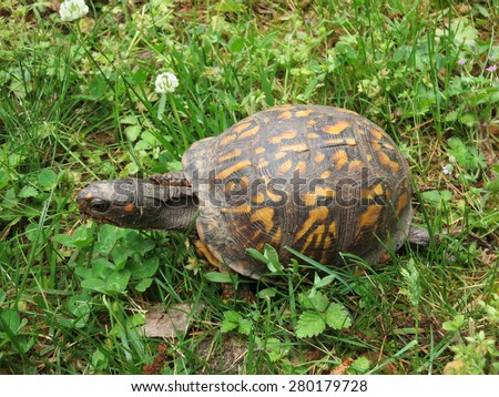 Box turtle with brown and orange shell walking in grass in our yard in Ocean View, Delaware, May 2015