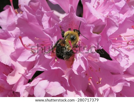 Bumblebee feasting on rhododendron flower, Ocean View, Delaware