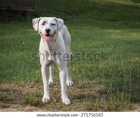 Joker the Dog. Smiling, happy dog in a patch of grass looking at the viewer.