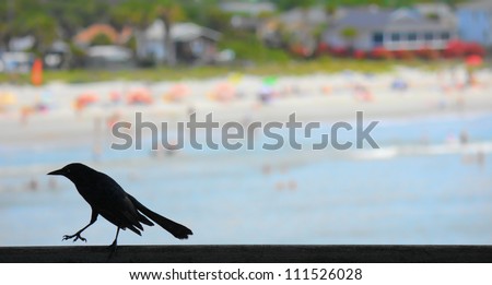 Grackle at the beach. A silhouetted grackle struts on the railing of an ocean pier against the soft focus background of a public beach