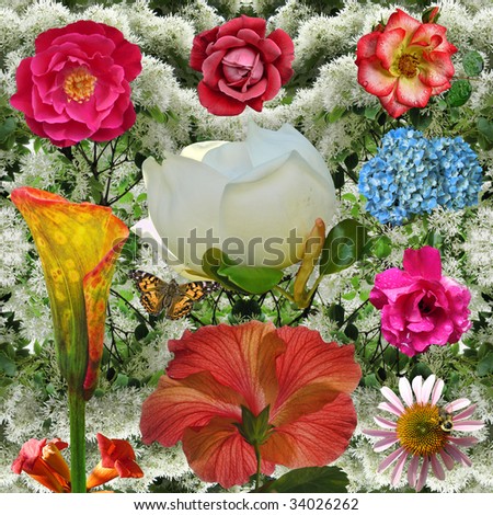 Flower Power: A blast of colorful blossoms: roses, calla lily, magnolia, hibiscus, cone flower, hydrangea, and trumpet vine. composite.