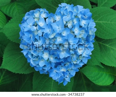 Blue Heart: a vivid blue hydrangea cluster shaped like a heart