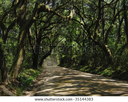 Dirt Road: a rural back road in the South, sheltered under a beautiful canopy of live oak and spanish moss.