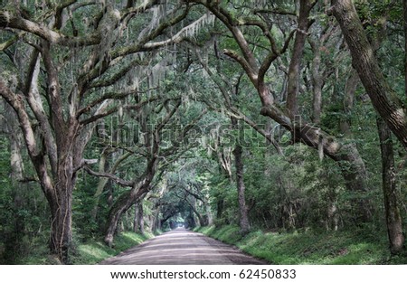 A shadowy dirt road through thick low country woods full of spanish moss. Both beautiful and spooky.