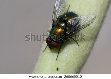 Green Fruit Fly