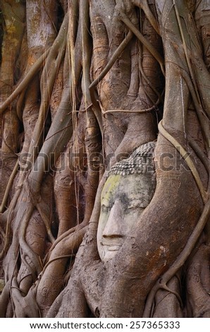 Buddha head in the roots , Amazing of Thailand,focus on buddha head