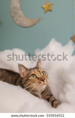 Tabby cat among the clouds with silver moon and gold stars