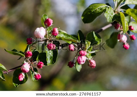 apple blossom tree over nature background