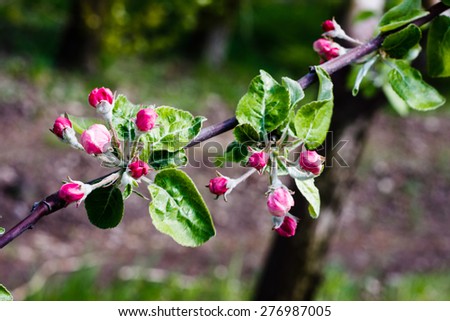 apple blossom tree over nature background
