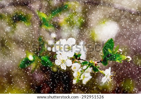 The romantic Flowers of the cherry blossoms on a spring day. Cotton canvas small texture.