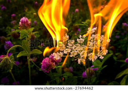 Controlled fire set on flowers that accompined wead in a new devaloped house\'s backyard.