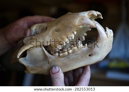 Man holding a bear skull