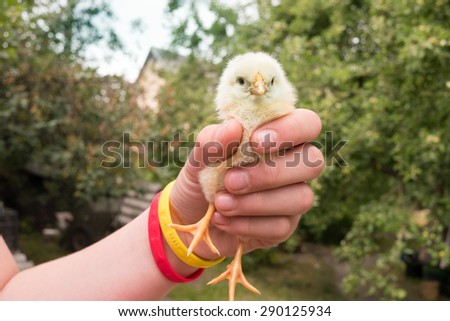 Girl holds small yellow chick in one hand