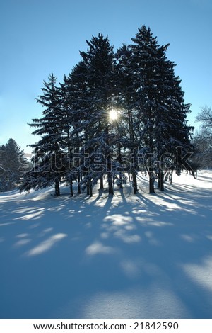 Pines covered in freshly fallen snow with sun shining through.