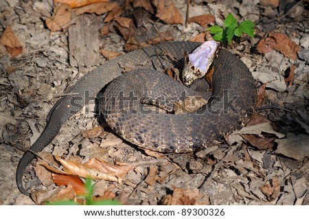 Cottonmouth snake coiled with mouth open.