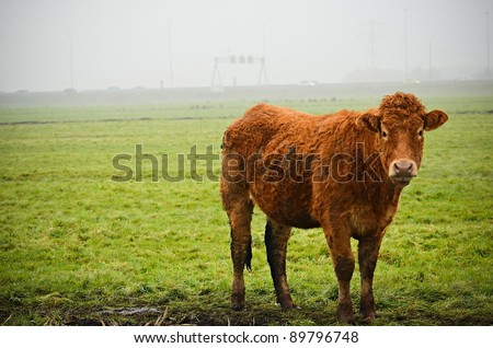 A standing curly haired cattle