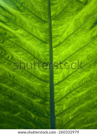 Green leaf structure texture