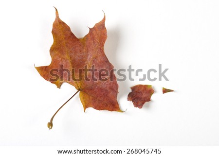 Dry fallen leaf isolated on white paper background