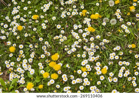Spring detail of flowery meadow - background