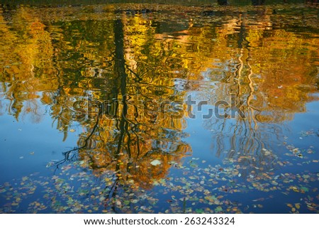 Trees reflection in water. Autumn leaves on the surface of the water and the reflection of trees. Picture upside down