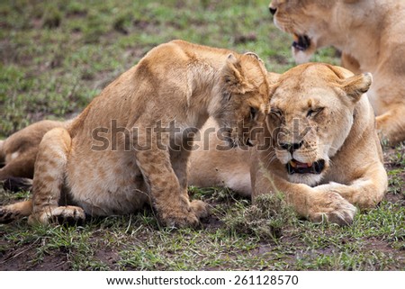 Lioness and cub rubbing heads in Serengeti, Tanzania, East Africa