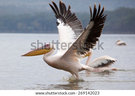 Great white pelican skimming the lake surface in Lake Narasha National Park, Kenya, Africa