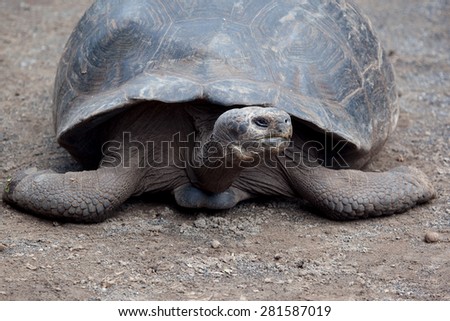 Giant tortoise at Isabela Island, Galapagos Islands, Ecuador, Pacific, South America,\
May 2015