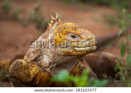 Head of land iguana at Galapagos Islands, Ecuador, Pacific, South America