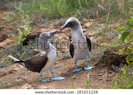 Pair of blue footed boobies performing mating dance, Galapagos Islands, Ecuador, Pacific, South America