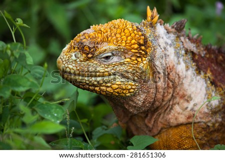 Head of land iguana, Galapagos Islands, Ecuador, Pacific, South America