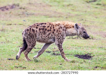Spotted Hyena in Serengeti National park, Tanzania, East Africa