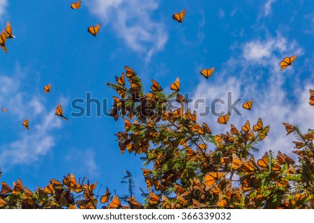 Monarch Butterflies on tree branch in blue sky background, Michoacan, Mexico
