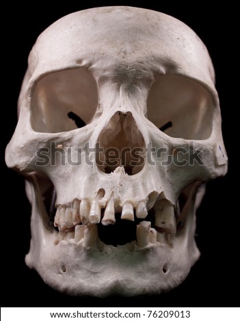 human skull front. stock photo : Human skull from