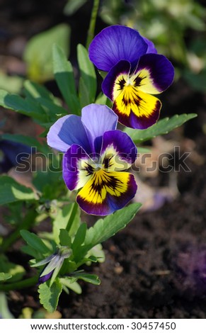 Colourful pansy blossoms with bright blue, violet and yellow petals