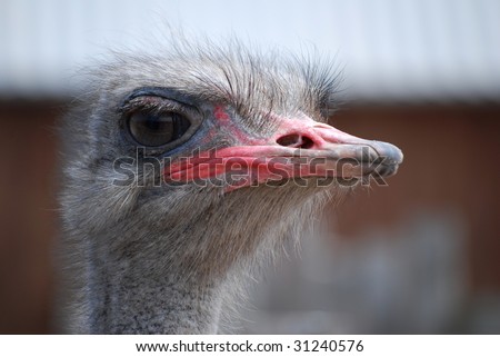 Funny african ostrich cock head: expressive eye, big eyelashes, and massive red beak