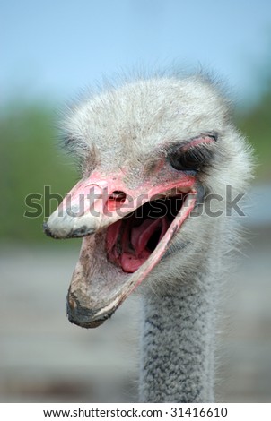 Expressive face of an angry young african ostrich cock