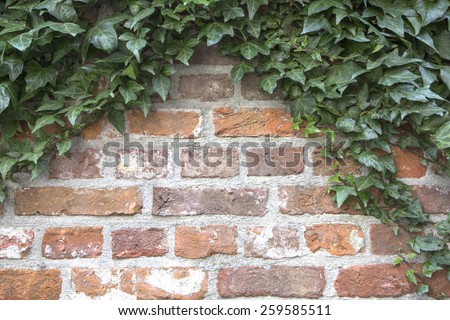 Brick wall with plant. Title : brick wall background
