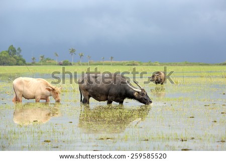 Water buffaloes is suitable for rice field in Asia. Title: water buffalo