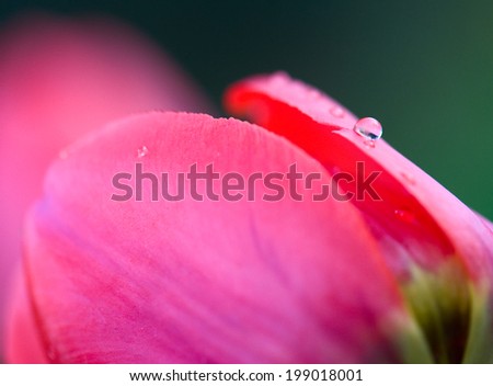 a rain drop on a tulip`s petal