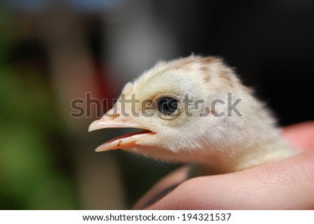 Small baby chicken outdoors
