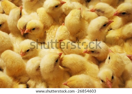 young yellow chickens on a poultry farm