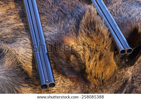 two hunting gun on the skin of wild boar