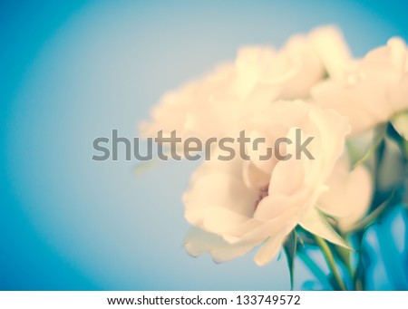 Vintage roses on blue background