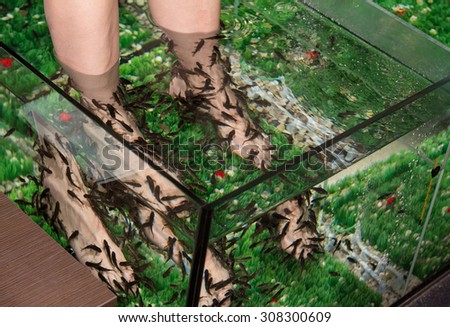 Fish spa feet pedicure skin care treatment with the fish, also called doctor fish, nibble fish and kangal fish.