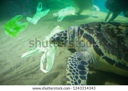 Sea Turtle eat plastic bag ocean pollution concept