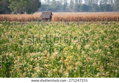 cabin in tobacco and corn field