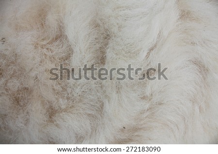Textured of wool sheep closeup