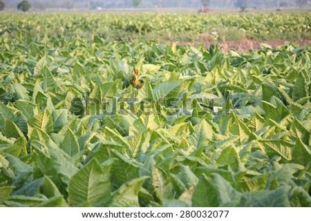 Tobacco field plantation