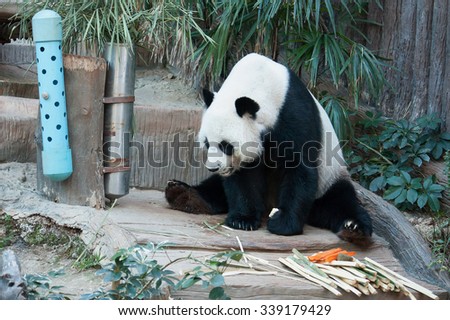 Hungry giant panda bear eating food