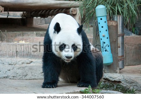 giant panda bear close up